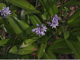 Scilla-hyacinthoides_Refuge